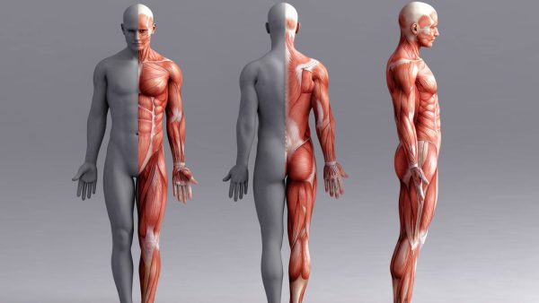 Observa los músculos anteriores (el humano a tu izquierda) y posteriores del cuerpo (el del medio). Fíjate en la cadena posterior.
